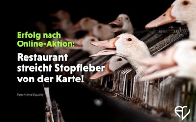 ERFOLG: Restaurant noosou wird stopfleberfrei